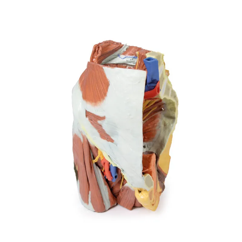 3D Printed Female right pelvis