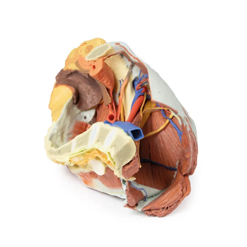 3D Printed Female right pelvis