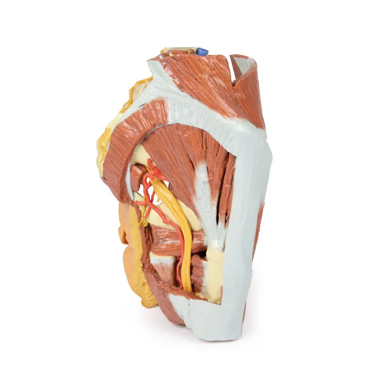 3D Printed Female right pelvis