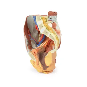 3D Printed Female right pelvis
