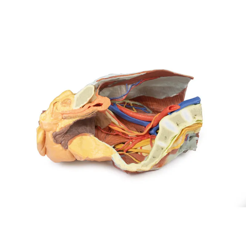3D Printed Female right pelvis