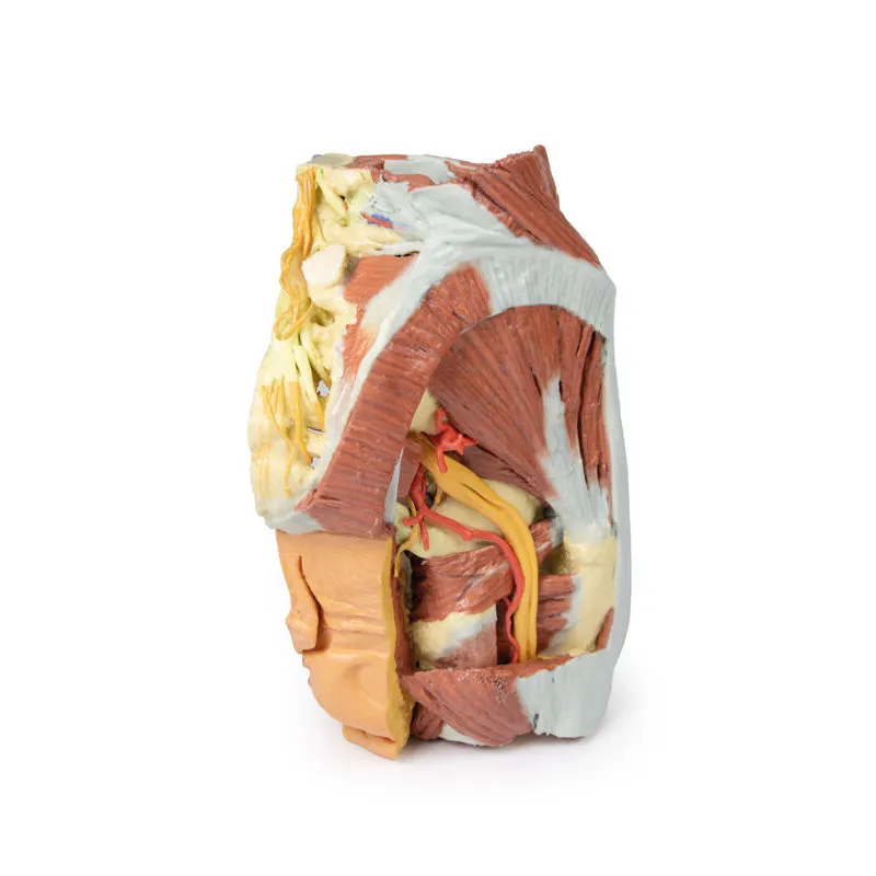 3D Printed Female right pelvis