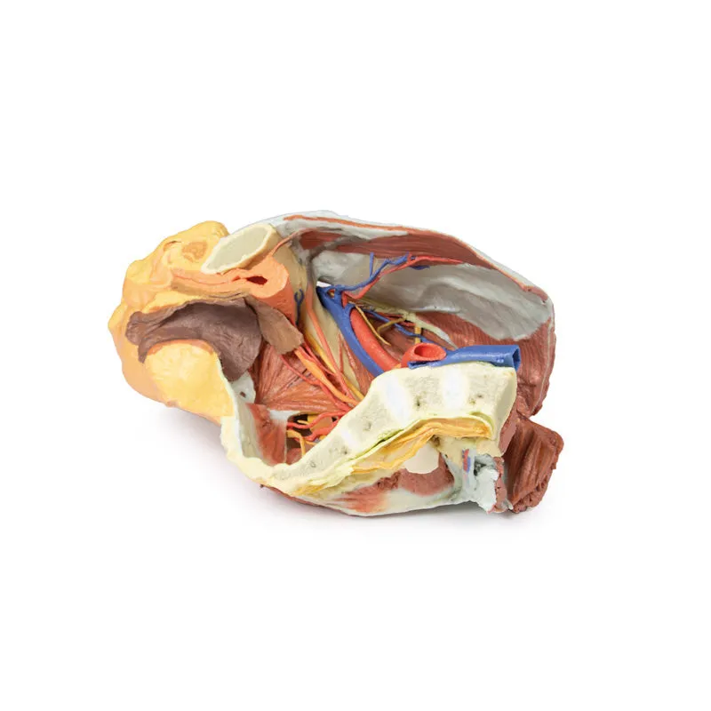3D Printed Female right pelvis