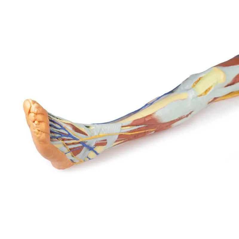 3D Printed Lower Limb - Superficial Dissection with Male Left Pelvis