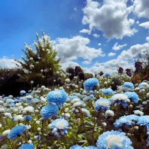 Comfortably Blue Fragrance Oil