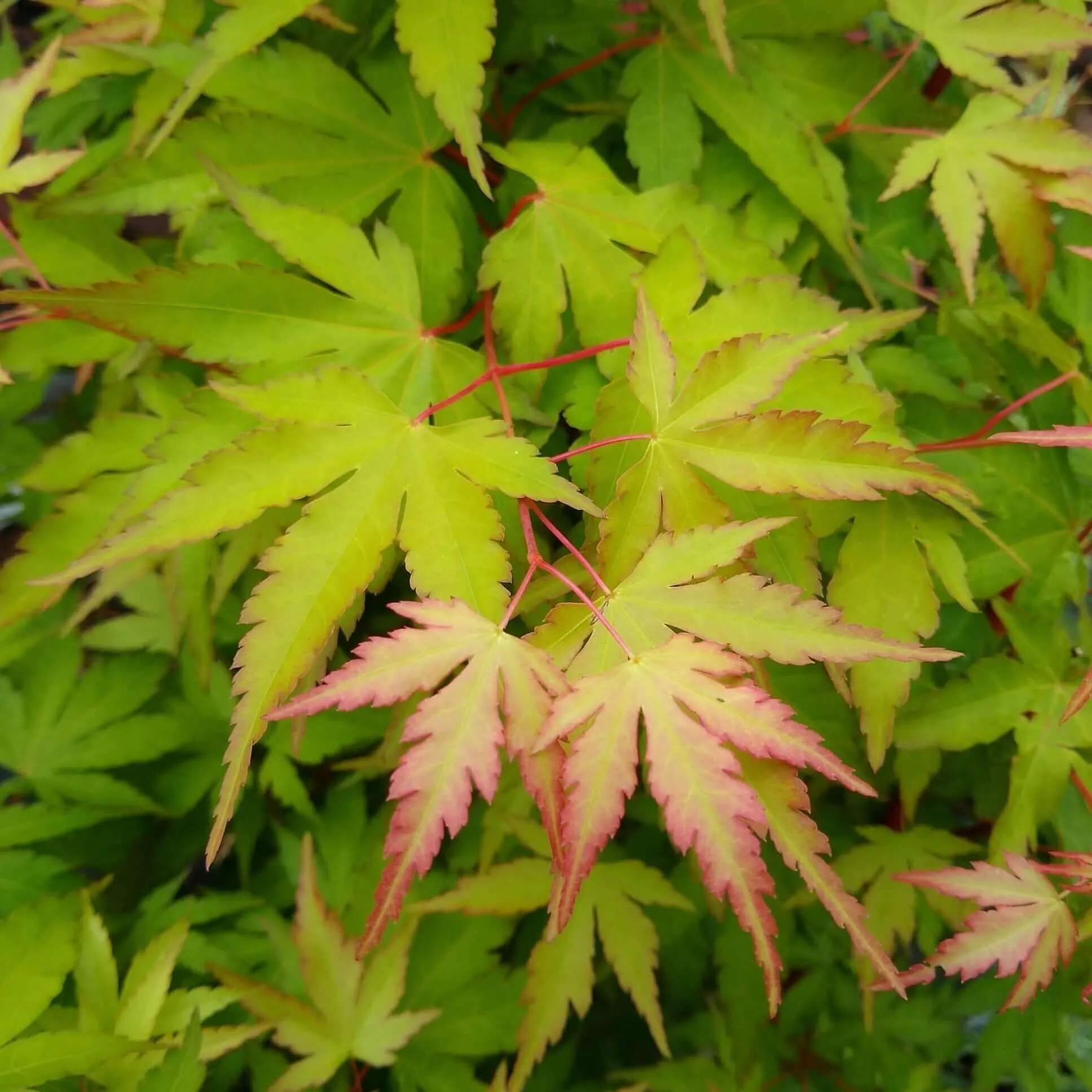 Coral Bark Japanese Maple