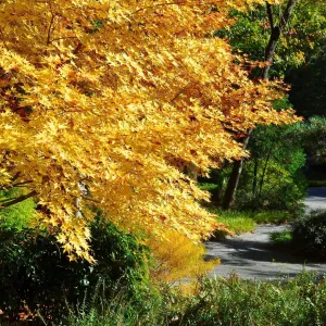 Coral Bark Japanese Maple