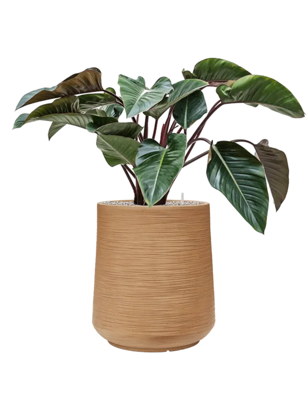 Philodendron 'Red Beauty' in Baq Dune Office Plant With Pot 106cm Height 39cm Dia