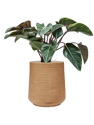 Philodendron 'Red Beauty' in Baq Dune Office Plant With Pot 106cm Height 39cm Dia