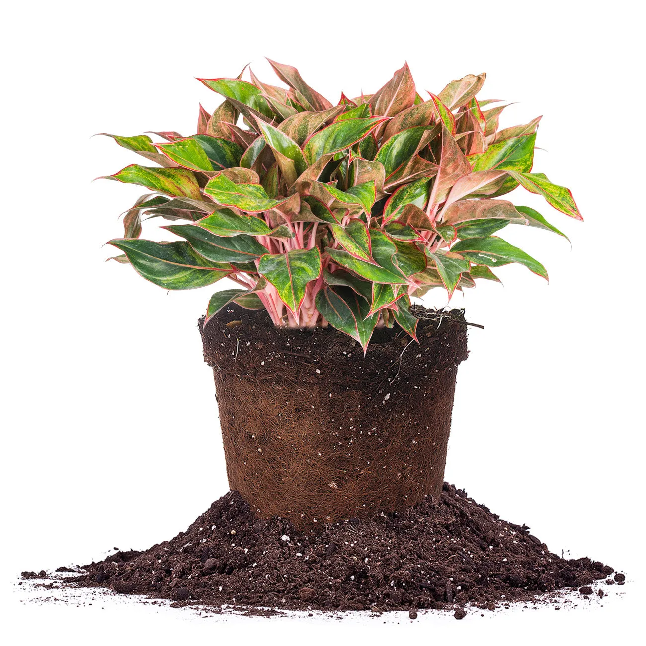 Red Chinese Evergreen Aglaonema 'Siam Aurora'