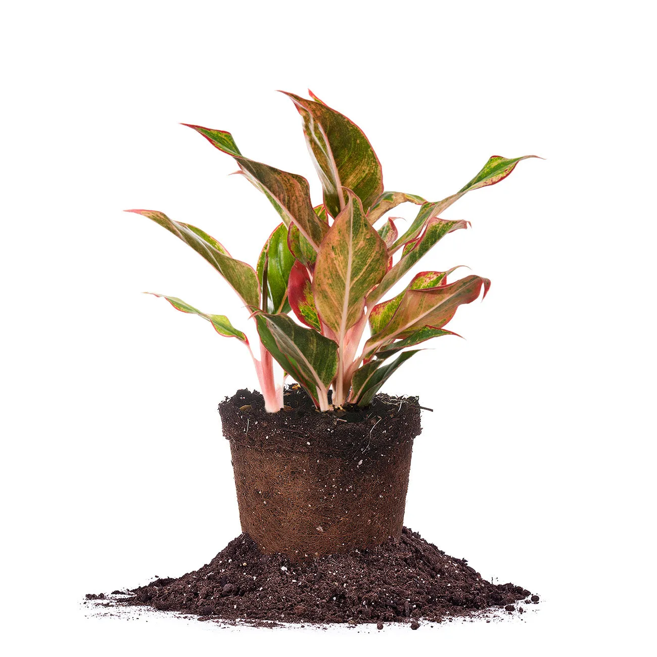 Red Chinese Evergreen Aglaonema 'Siam Aurora'