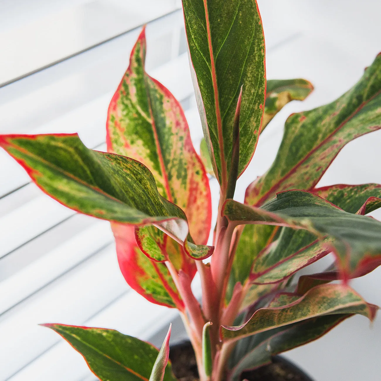 Red Chinese Evergreen Aglaonema 'Siam Aurora'