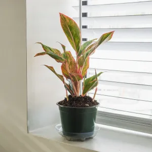 Red Chinese Evergreen Aglaonema 'Siam Aurora'
