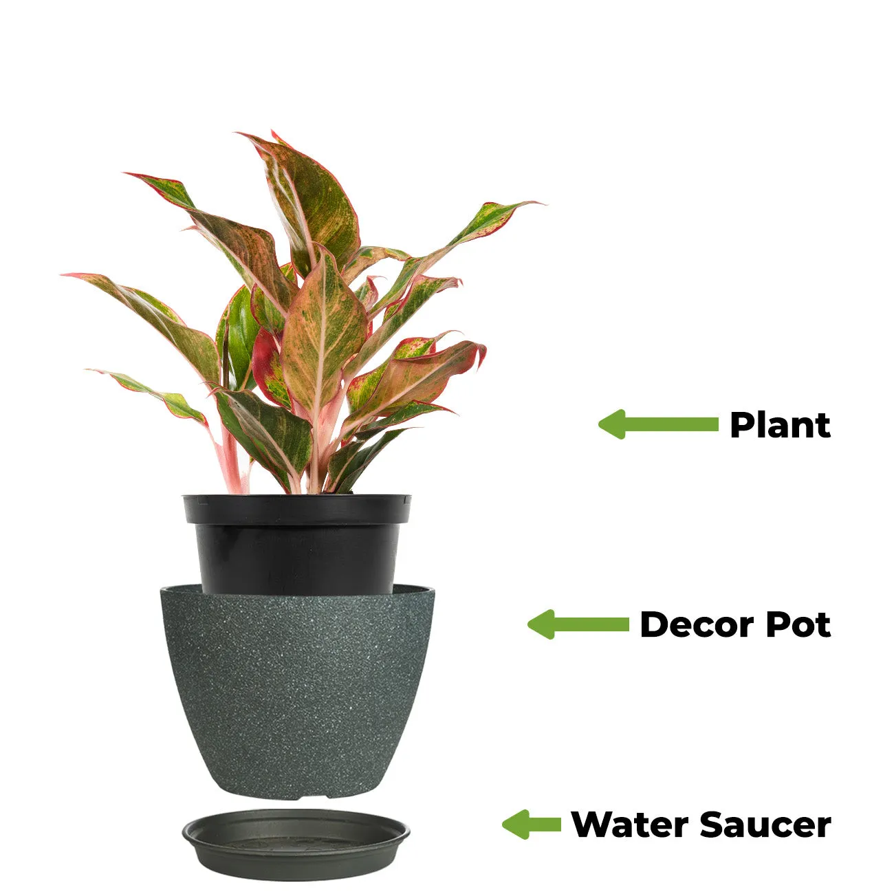 Red Chinese Evergreen Aglaonema 'Siam Aurora'