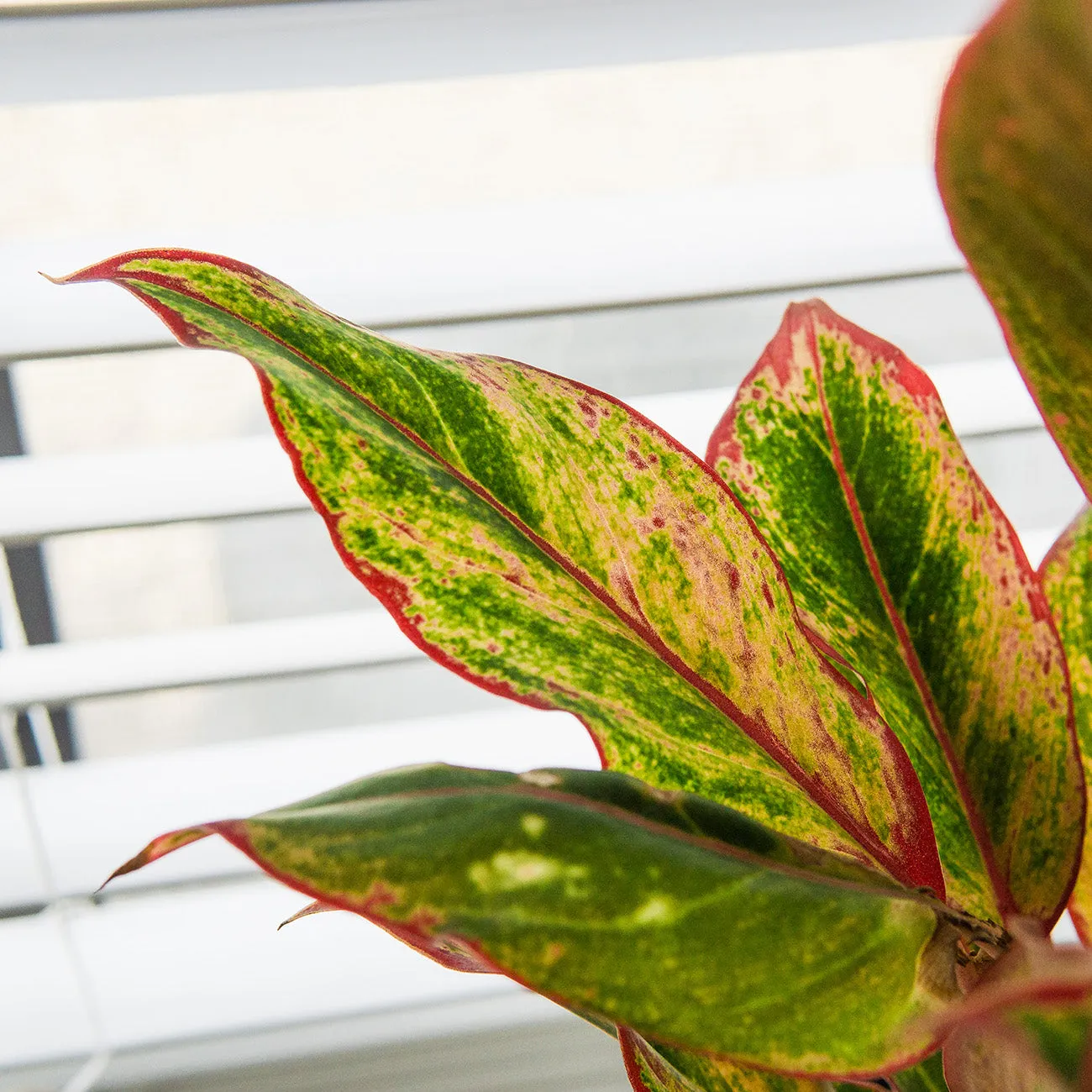 Red Chinese Evergreen Aglaonema 'Siam Aurora'