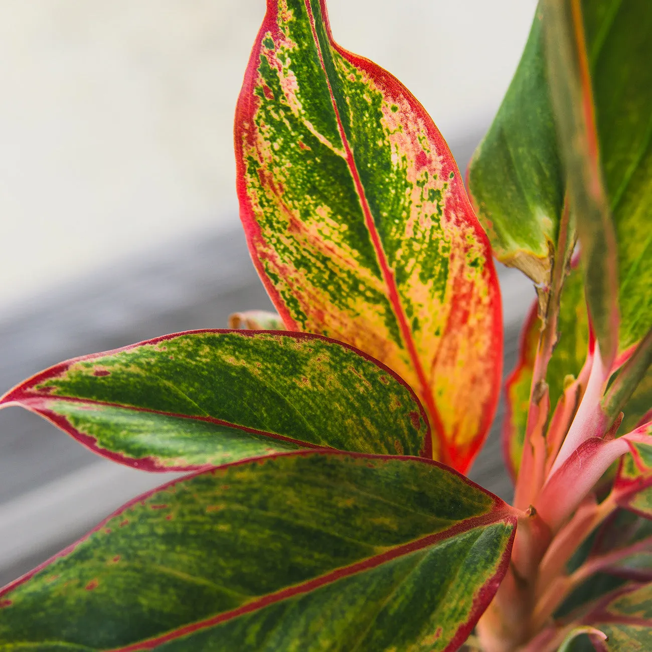 Red Chinese Evergreen Aglaonema 'Siam Aurora'