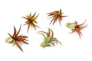 Set of 3 or 5  Tillandsia Red Abdita Air Plants - Save up to 35%