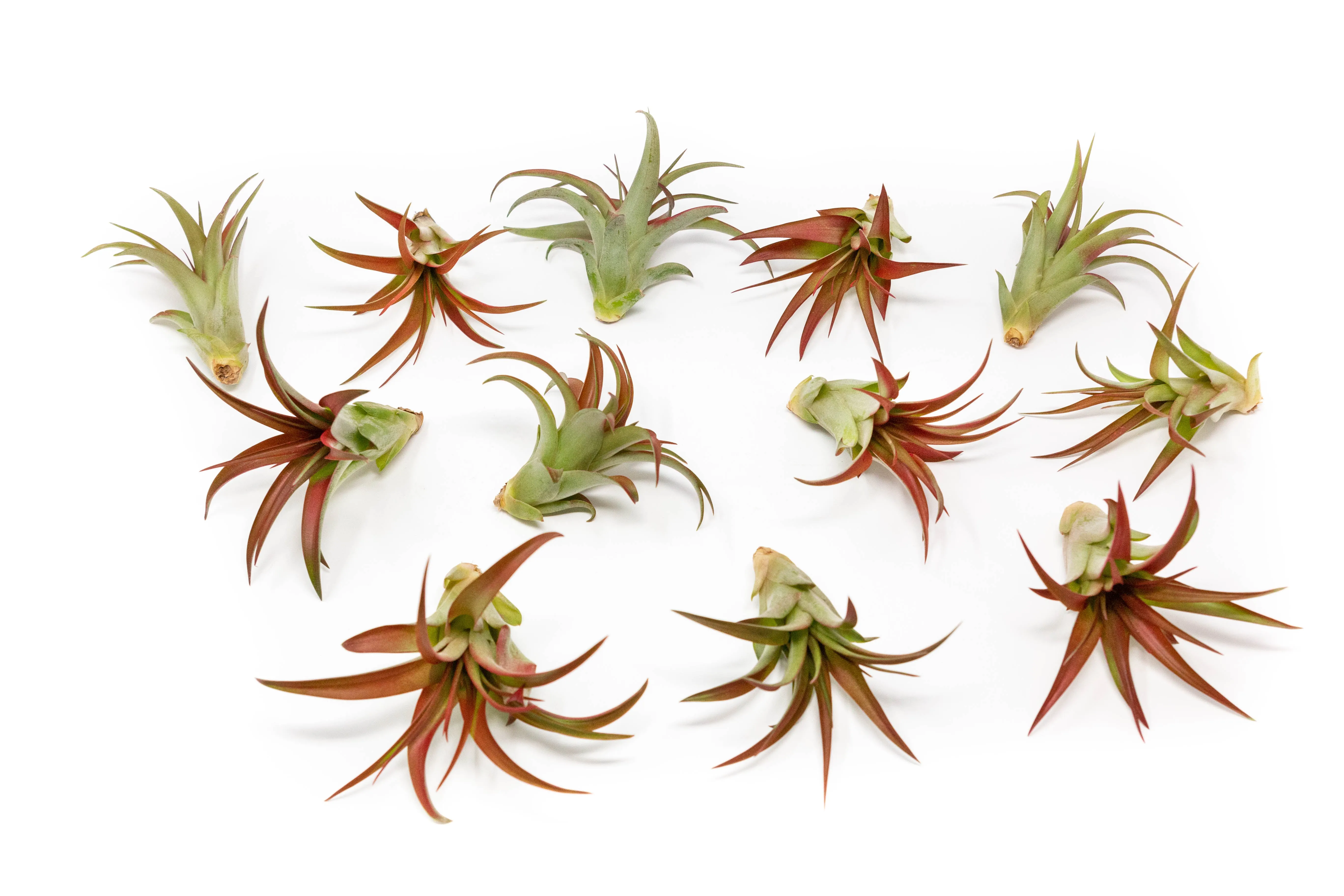 Set of 3 or 5  Tillandsia Red Abdita Air Plants - Save up to 35%