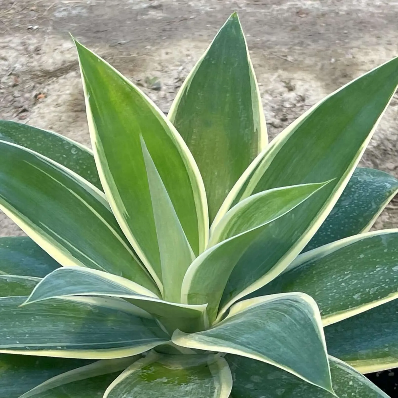 Variegated Fox Tail Agave