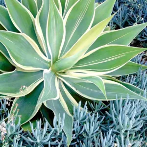 Variegated Fox Tail Agave