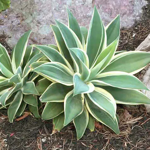 Variegated Fox Tail Agave
