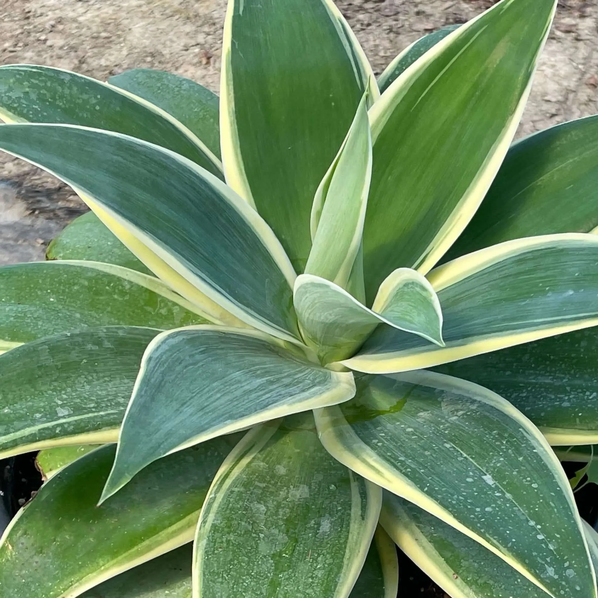 Variegated Fox Tail Agave