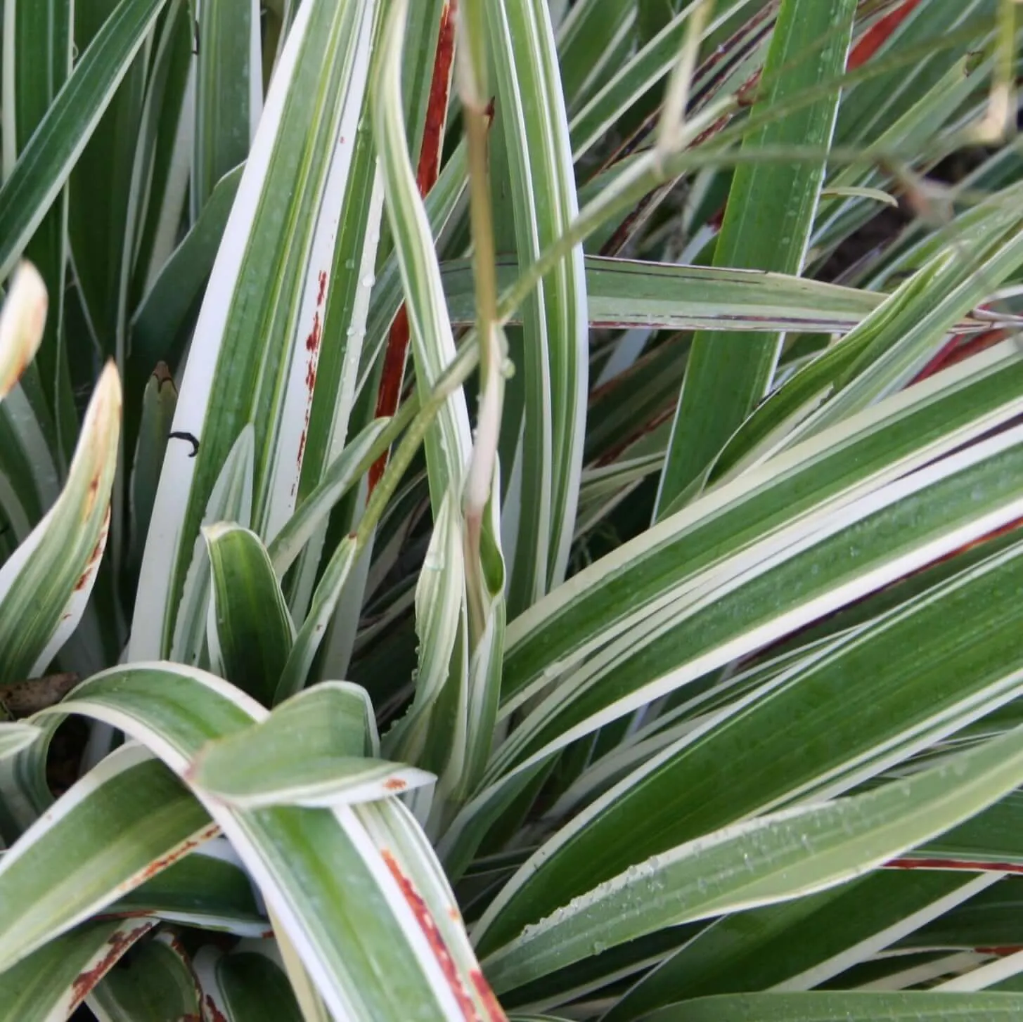Variegated Tasman Flax Lily
