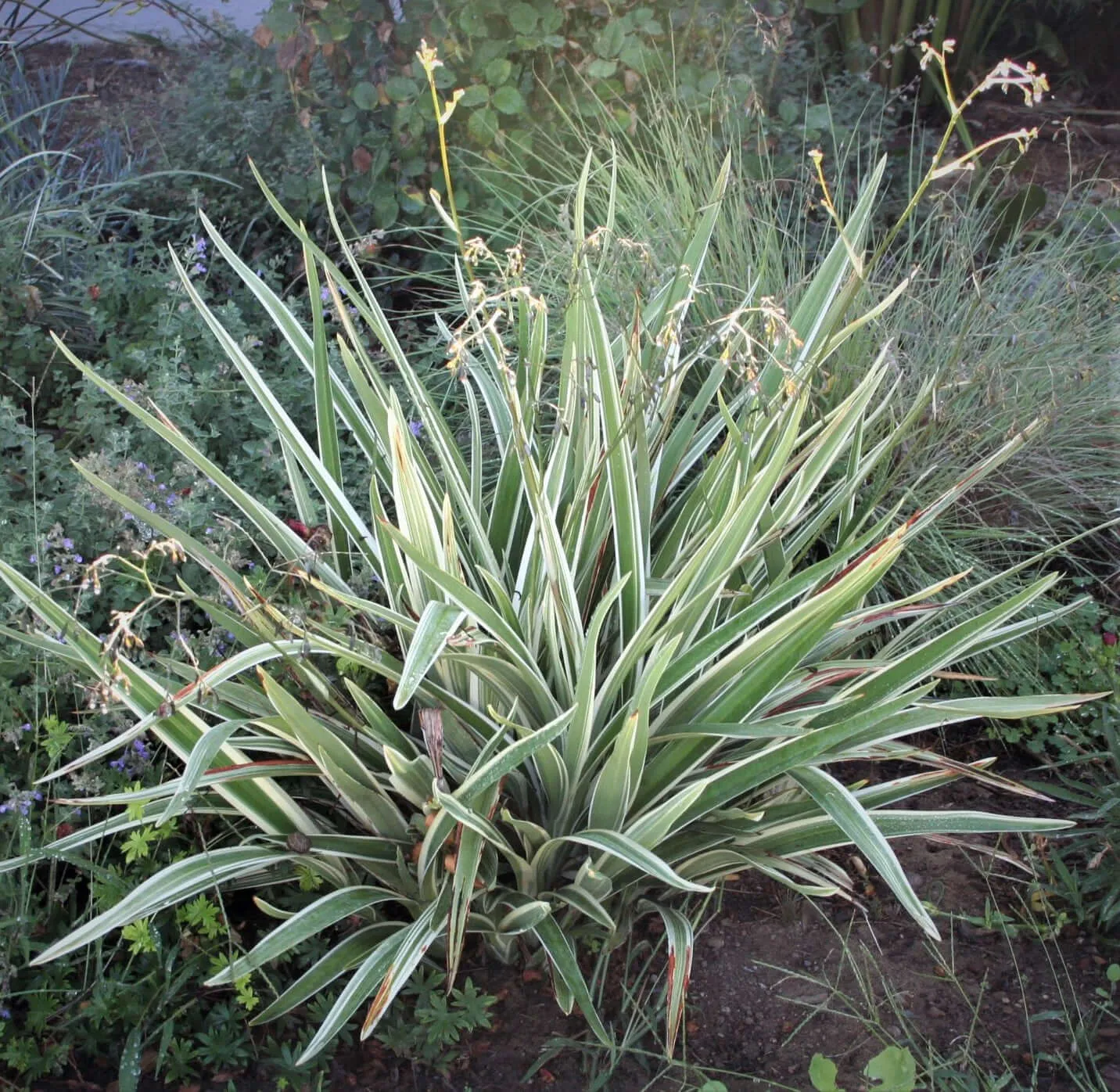 Variegated Tasman Flax Lily