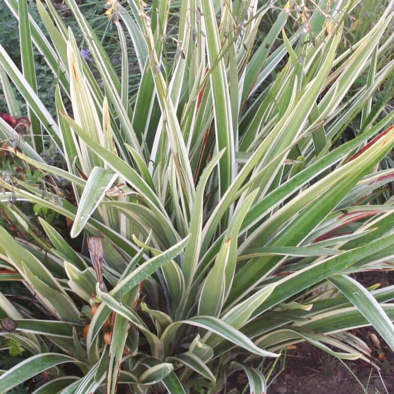 Variegated Tasman Flax Lily