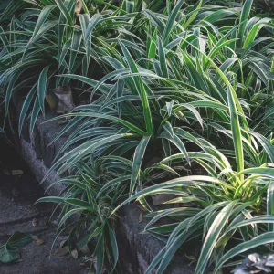 Variegated Tasman Flax Lily